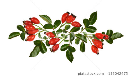 Red berries of wild rose and green leaves in a floral arrangement isolated on white background 135042475