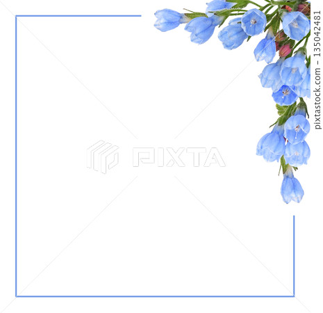 Bundle of blue symphytum flowers and buds in a corner arrangement with frame isolated on white 135042481