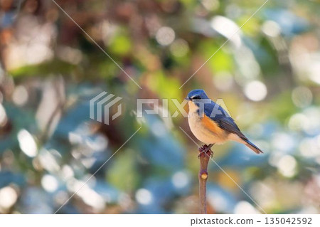 A blue-and-white flycatcher perched on the tip of a branch 135042592