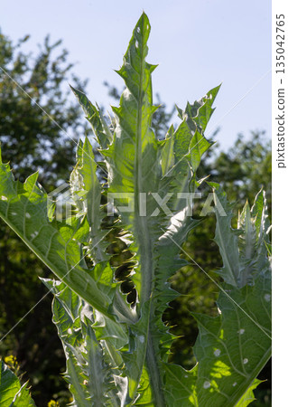 Cotton thistle plant grows with winged stems and sharp leaves in a natural setting during summer time Cotton thistle plant grows with winged stems and sharp leaves in a natural setting during summer time 135042765