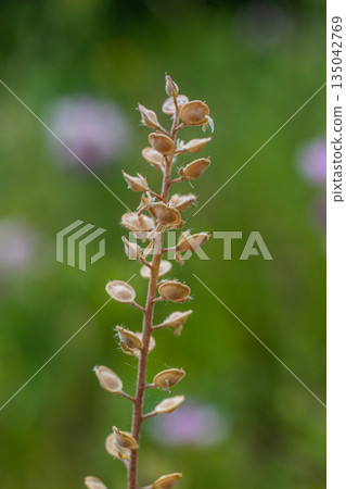 Plant with small round seedpods observed in a natural setting during daylight hours Plant with small round seedpods observed in a natural setting during daylight hours 135042769