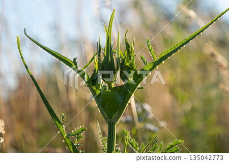 Cut-leaf teasel plant observed in natural setting during daylight in a grassy area near wildflowers and other plants 135042773