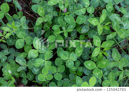 Red clover plant with pink flowers growing in a meadow during the day sunlight 135042783