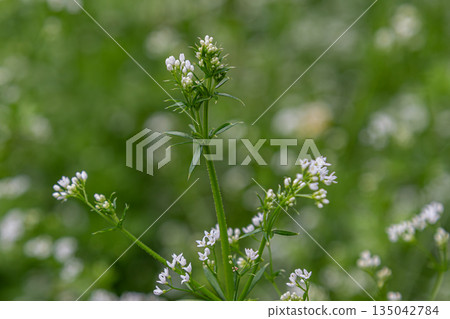 Herbaceous plant Galium palustre grows with white flowers in a green field under bright sunlight during late spring Herbaceous plant Galium palustre grows with white flowers in a green field under bright sunlight during late spring 135042784