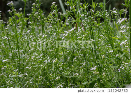 Galium palustre and Galium aparine growing in a field with green stems and white flowers during daylight hours in a natural setting Galium palustre and Galium aparine growing in a field with green stems and white flowers during daylight hours in a natural setting 135042785