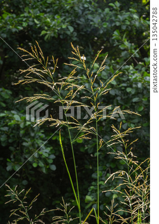 Glyceria maxima grows tall in wetlands with large panicles surrounded by dense foliage on a sunny afternoon in summer Glyceria maxima grows tall in wetlands with large panicles surrounded by dense foliage on a sunny afternoon in summer 135042788
