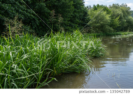 Tall aquatic grass in wetlands with large panicles located near a serene water body during daytime under clear skies Tall aquatic grass in wetlands with large panicles located near a serene water body during daytime under clear skies 135042789