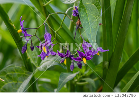 Climbing vine with purple flowers and green leaves found in a garden during the day Climbing vine with purple flowers and green leaves found in a garden during the day 135042790