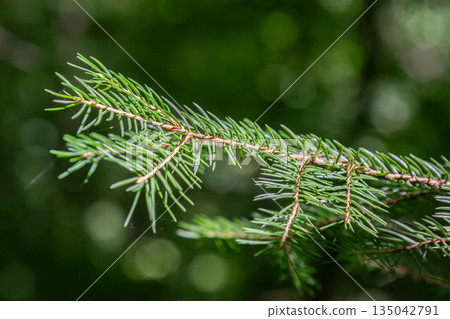 Close view of a green pine branch displaying needle-like leaves in a forest setting during daylight hours in late spring Close view of a green pine branch displaying needle-like leaves in a forest setting during daylight hours in late spring 135042791