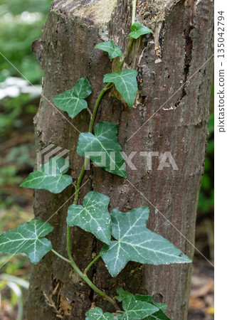 Climbing ivy with green leaves on a tree trunk in a forest during a sunny day 135042794