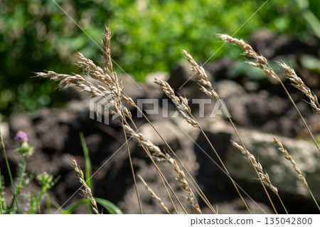 Dactylis glomerata displays dense inflorescences in a sunny field during late spring near rocky ground 135042800