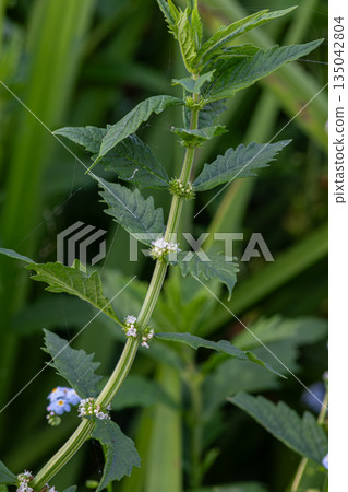 Mentha arvensis grows in a field with green leaves and small purple whorls against a backdrop of grass and other plants in natural sunlight Mentha arvensis grows in a field with green leaves and small purple whorls against a backdrop of grass and other plants in natural sunlight 135042804