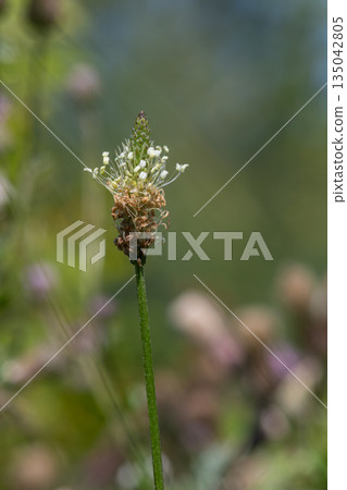 Ribwort plantain blooms under sunlight with narrow leaves in a natural setting during spring Ribwort plantain blooms under sunlight with narrow leaves in a natural setting during spring 135042805