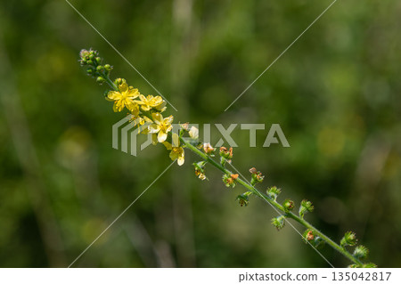 Yellow flower spikes of Agrimonia eupatoria growing in a natural setting during a sunny day in late spring or summer 135042817