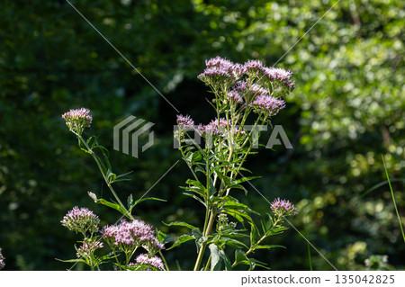 Hemp-agrimony grows tall with pink flowers in a lush green landscape during daylight hours Hemp-agrimony grows tall with pink flowers in a lush green landscape during daylight hours 135042825