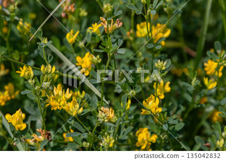 Black medic plant with yellow flowers growing in a green field under bright sunlight during spring season Black medic plant with yellow flowers growing in a green field under bright sunlight during spring season 135042832