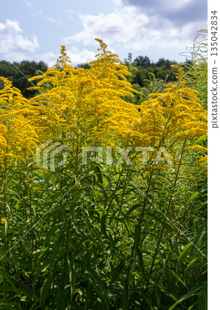 Tall Canadian Goldenrod with yellow plumes growing in a field during midday under partly cloudy skies near a forest edge Tall Canadian Goldenrod with yellow plumes growing in a field during midday under partly cloudy skies near a forest edge 135042834