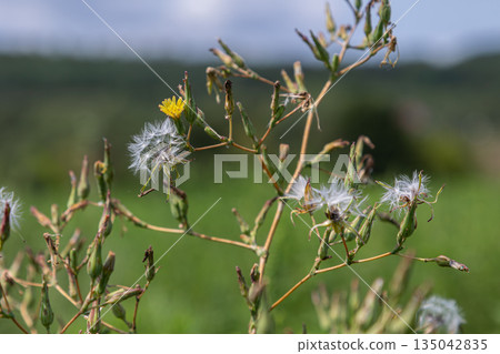 Tall prickly lettuce plant with yellow flowers and fluffy seeds growing in a green field under a bright sky during a sunny day Tall prickly lettuce plant with yellow flowers and fluffy seeds growing in a green field under a bright sky during a sunny day 135042835