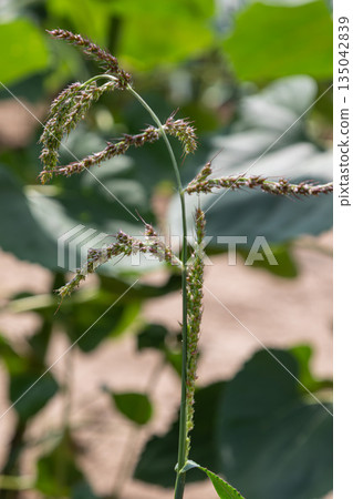 Echinochloa crus-galli grows in a field with green leaves in the background during a sunny day Echinochloa crus-galli grows in a field with green leaves in the background during a sunny day 135042839