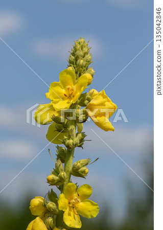 Dense flower mullein displays tall yellow flower spikes under a clear blue sky in a natural setting during daylight hours Dense flower mullein displays tall yellow flower spikes under a clear blue sky in a natural setting during daylight hours 135042846