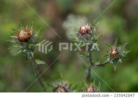 Carlina vulgaris also known as Carline thistle growing in a field during late spring with straw-like flowers starting to bloom Carlina vulgaris also known as Carline thistle growing in a field during late spring with straw-like flowers starting to bloom 135042847