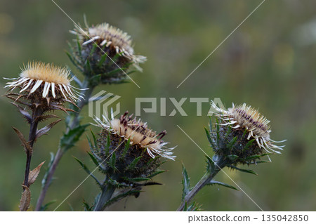 Carlina vulgaris grows in a field with distinctive straw-like flowers and spiny leaves during late summer in a natural habitat 135042850
