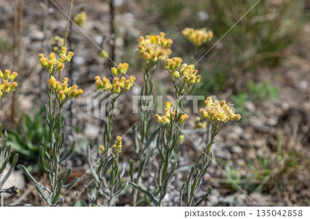 Plant with yellow flowers Helichrysum arenarium stands in rocky soil under sunlight near a natural habitat during spring season Plant with yellow flowers Helichrysum arenarium stands in rocky soil under sunlight near a natural habitat during spring season 135042858