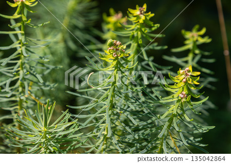 Cypress spurge grows in a garden setting during spring with narrow green leaves reaching towards sunlight Cypress spurge grows in a garden setting during spring with narrow green leaves reaching towards sunlight 135042864