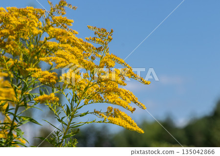 Bright yellow plumes of Solidago canadensis growing under a blue sky in summer found in fields and along roadsides 135042866