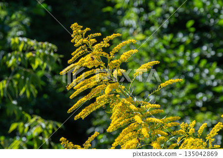 Canadian goldenrod flowers grow tall in a green space during summer showing bright yellow plumes against lush foliage in the background Canadian goldenrod flowers grow tall in a green space during summer showing bright yellow plumes against lush foliage in the background 135042869