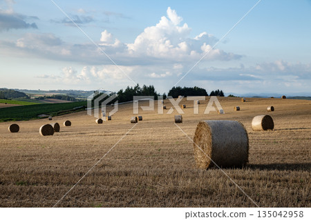 大麥卷山 135042958