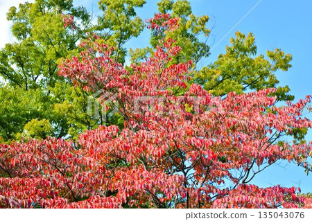 Leaf of autumn leaves dogwood 135043076