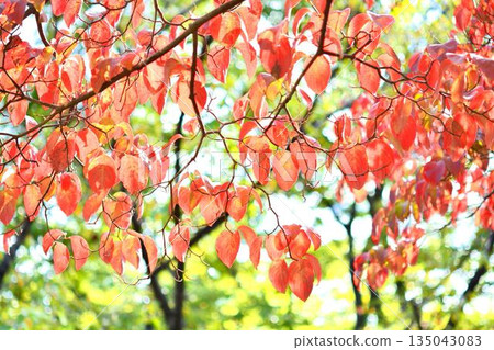 Leaf of autumn leaves dogwood Leaf of autumn leaves dogwood 135043083