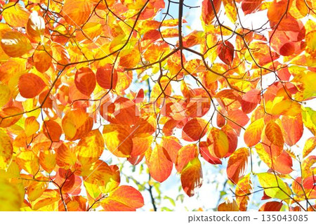 Leaf of autumn leaves dogwood Leaf of autumn leaves dogwood 135043085
