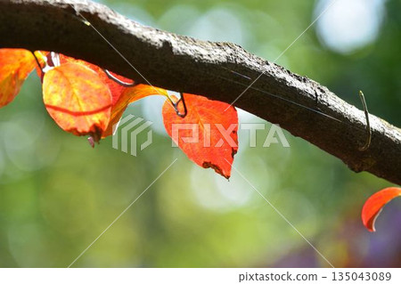 Leaf of autumn leaves dogwood 135043089