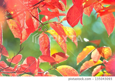 秋葉葉子山茱萸 135043093