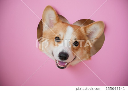 Corgi peeking through heart-shaped cutout in vibrant pink backdrop Corgi peeking through heart-shaped cutout in vibrant pink backdrop 135043141