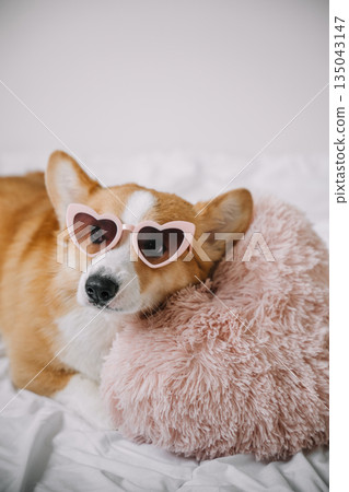 Cute corgi wearing heart-shaped sunglasses resting on a fluffy pillow indoors Cute corgi wearing heart-shaped sunglasses resting on a fluffy pillow indoors 135043147