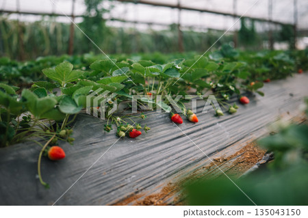 Bright red strawberries ripening in a greenhouse with lush green leaves under soft sunlight Bright red strawberries ripening in a greenhouse with lush green leaves under soft sunlight 135043150