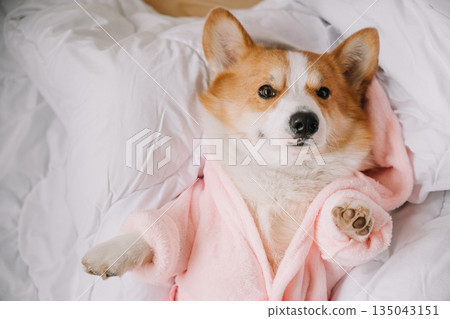 Corgi puppy lounging comfortably in a pink robe on a cozy bed Corgi puppy lounging comfortably in a pink robe on a cozy bed 135043151