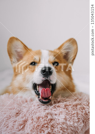 Happy corgi resting on a soft blanket indoors with a joyful expression 135043154