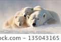 Peaceful scene of a mother polar bear cuddling two cubs while resting together on snowy Arctic ground 135043165
