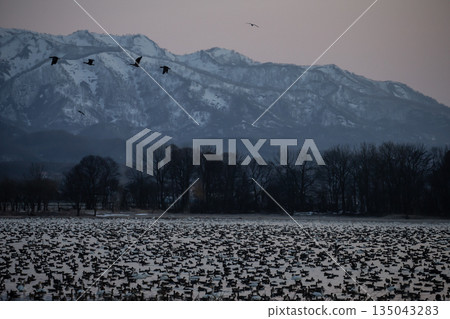 Miyajima Pond at sunrise 135043283