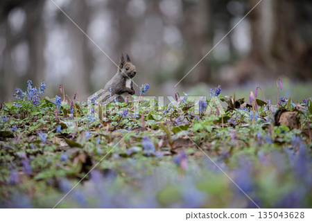 蝦夷紫堇和蝦夷松鼠 135043628