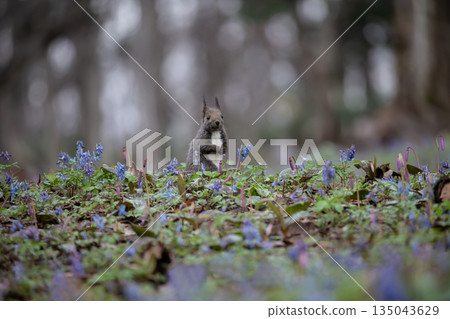 蝦夷紫堇和蝦夷松鼠 135043629