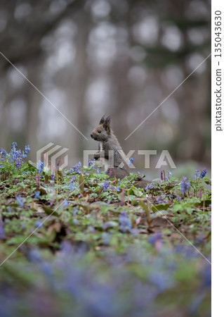 蝦夷紫堇和蝦夷松鼠 135043630