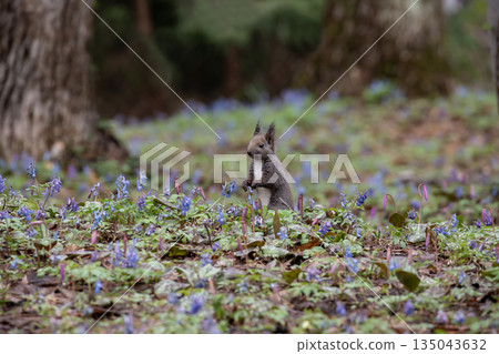 蝦夷紫堇和蝦夷松鼠 135043632