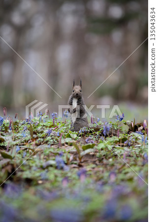 蝦夷紫堇和蝦夷松鼠 135043634