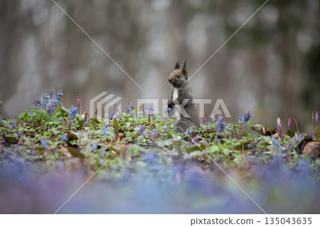 蝦夷紫堇和蝦夷松鼠 135043635