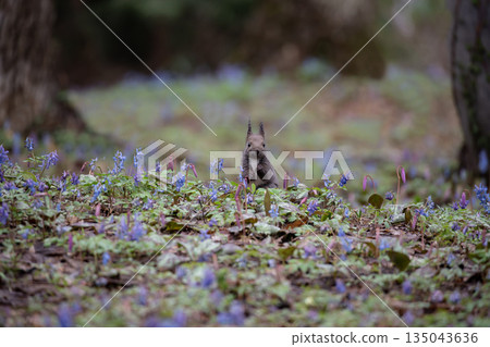 蝦夷紫堇和蝦夷松鼠 135043636